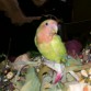 PAPELILLOS.
1 año
le encanta volar suelto.